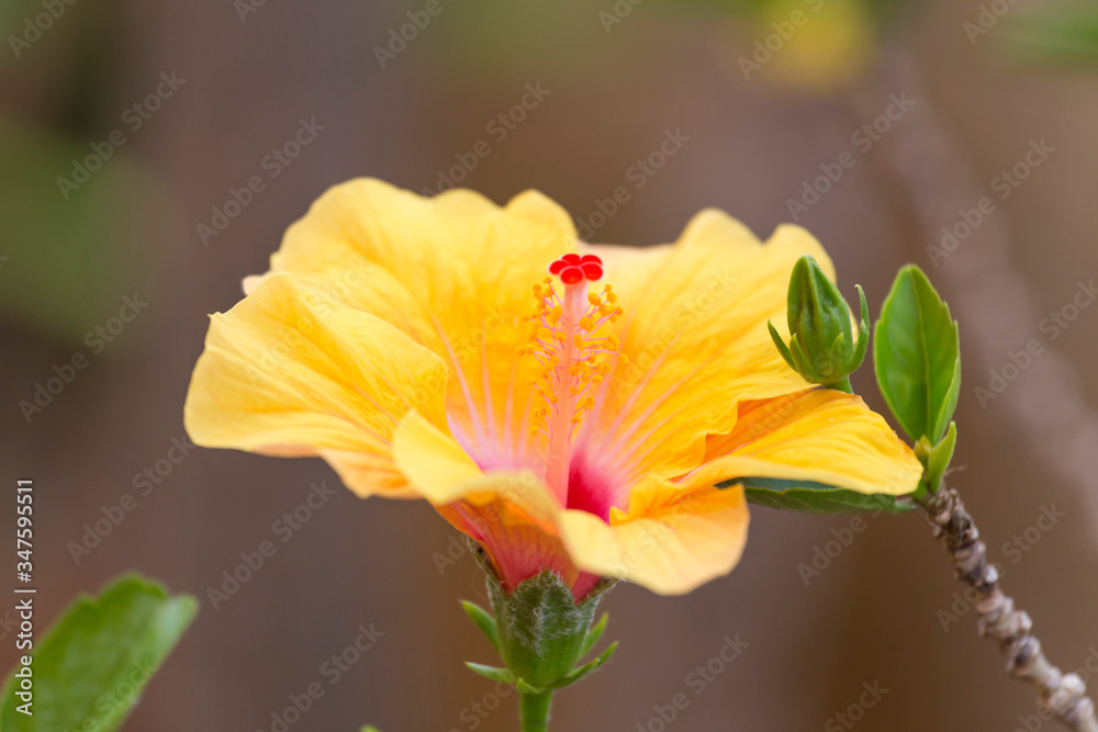 Fototapeta premium hibiscus flower in spring