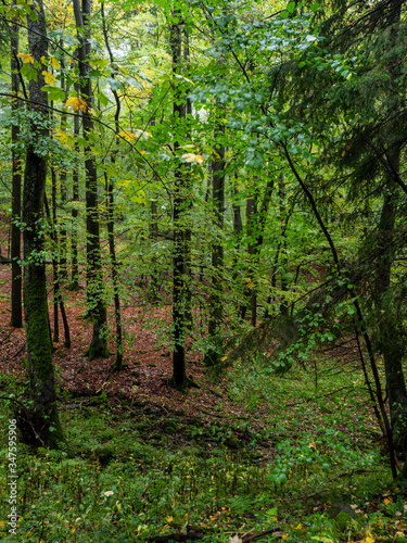 Wald bei der Kaskadenschlucht in der Rhön photo