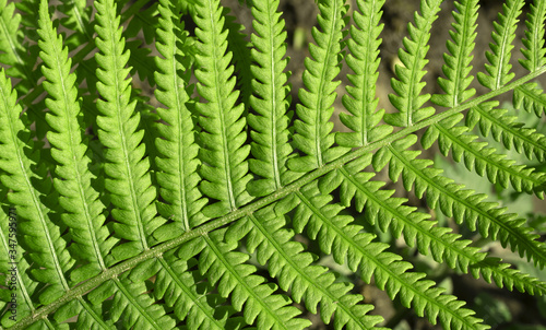 Fern leaves background, cropped image, top view, close-up