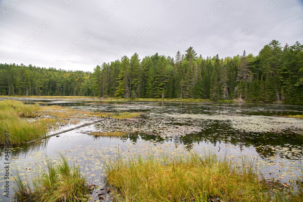 lake in the forest lake in the forest