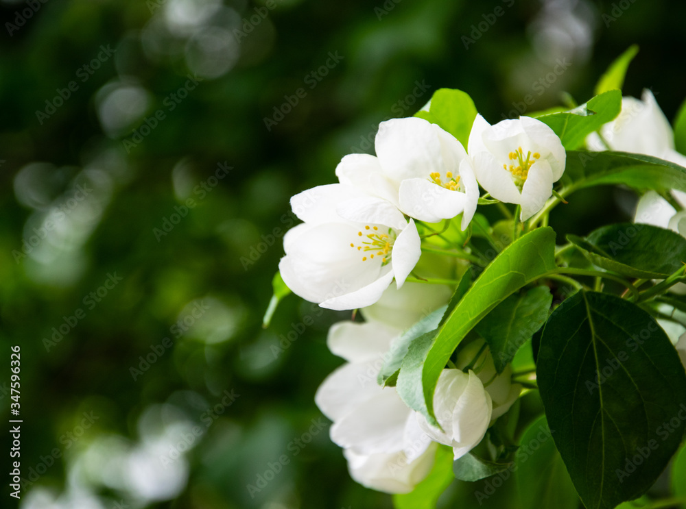 white flowers on green background