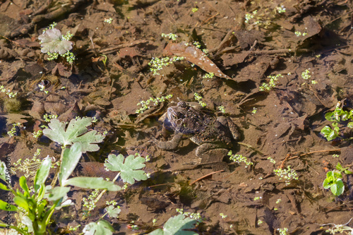 American Toad sitting in a shallow pond during the spring breeding season. 