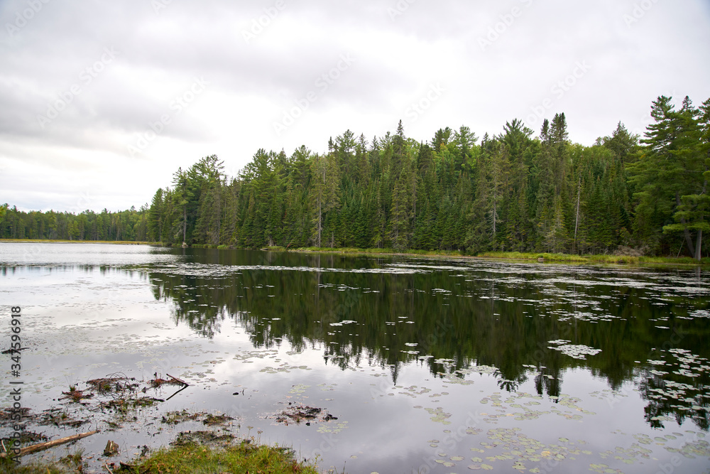 Naklejka premium lake and forest