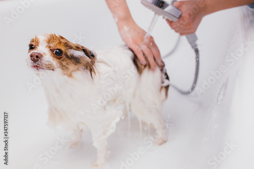 adorable little dog getting bath. spitz pet get shower before hair cutting at grooming salon photo