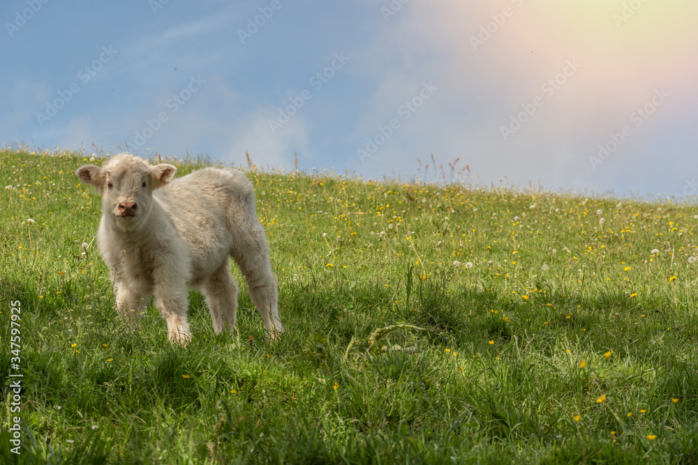 Fototapeta premium Fluffy white baby scottish highlander calf cow the pasture