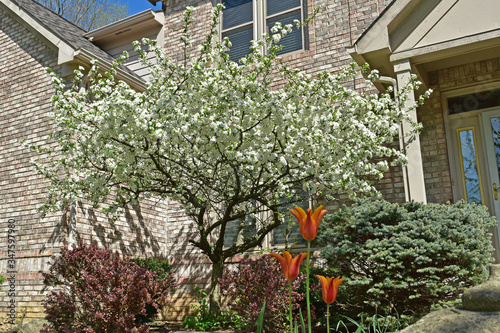 Tulips front a flowering Sargent crabapple tree in the front yard landscape. photo