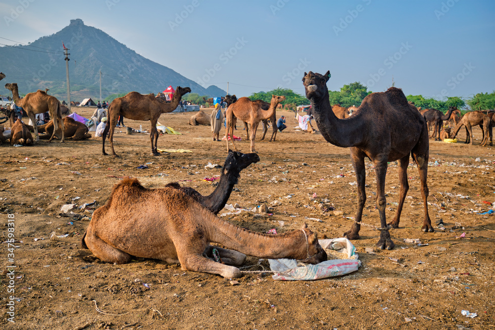 Fototapeta premium Camels at Pushkar Mela Pushkar Camel Fair famous tourist attraction in Pushkar, Rajasthan, India