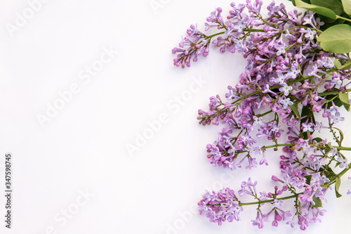 Flower composition. Frame of lilac flowers on a white background. Flat lay  space for text.