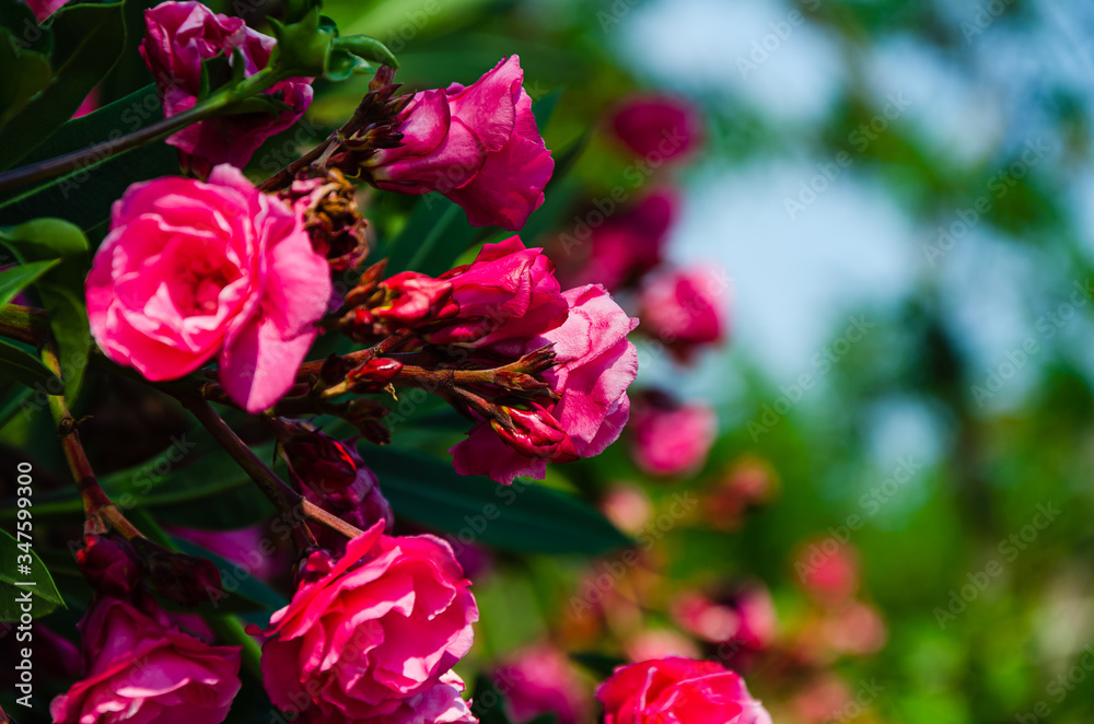 Red oleander on green background with copy space, beautiful bokeh