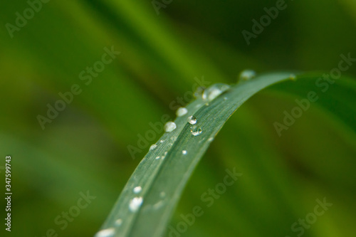 Green grass. Drops of dew on the green grass. Raindrops on green leaves. Macro photo