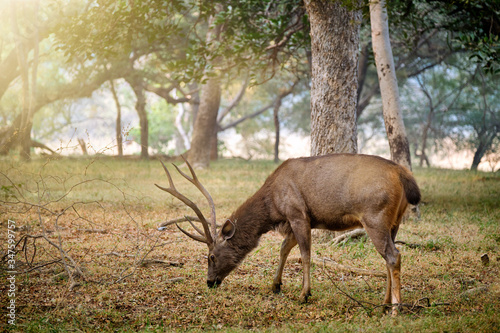 Male sambar  Rusa unicolor  deer eating tree leaves in the forest. Sambar is large deer native to the Indian subcontinent and listed as vulnerable spices. Ranthambore National Park  Rajasthan  India
