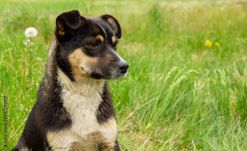 Green Grass  Happy Dog  Preventing Dog Urine Spots on Lawns