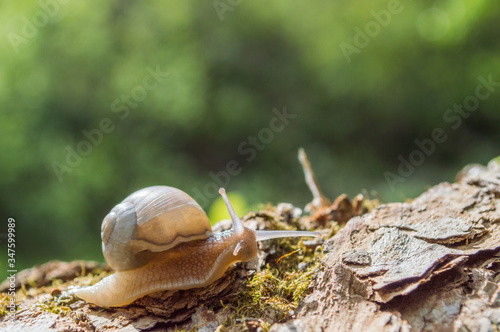 Little snail on a tree branch under the sun. Snail in brown colors on green blurred background. Concept photo of sunny spring.