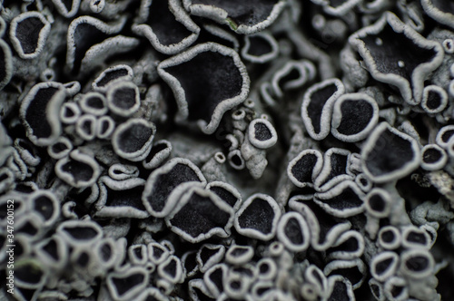 Texture of lichen in macro. Lichen in white and dark colors on the tree.
