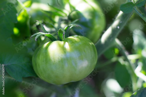 unripe green tomatoes on organic garden plant