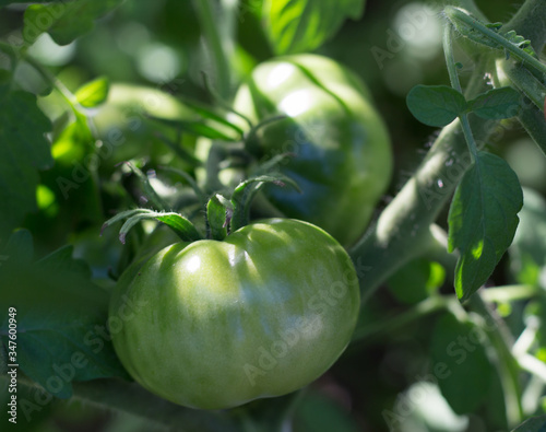 unripe green tomatoes on organic garden plant