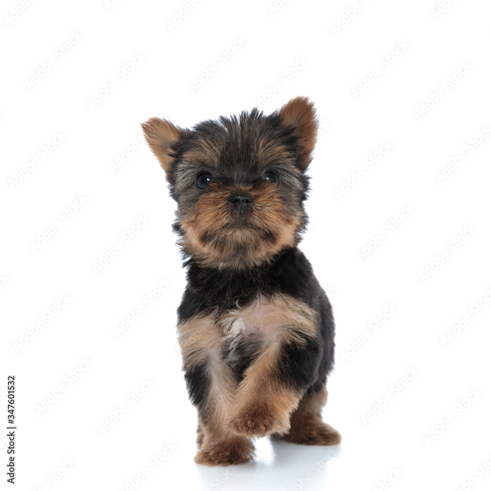 cute yorkshire terrier looking up and walking cute yorkshire terrier looking up and walking