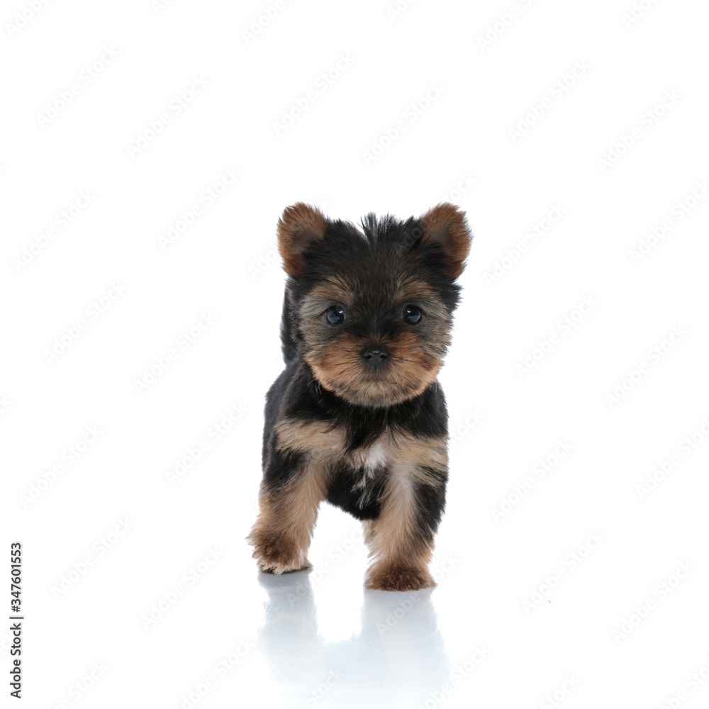 adorable little yorkshire terrier walking adorable little yorkshire terrier walking