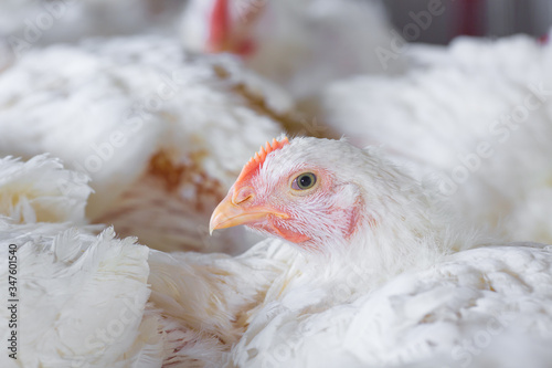 chicken and chicken production at the poultry farm