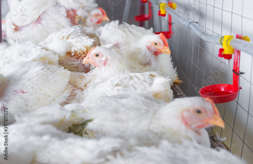 chicken and chicken production at the poultry farm