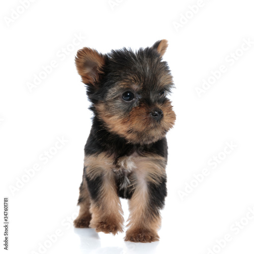 adorable yorkshire terrier looking to side and walking