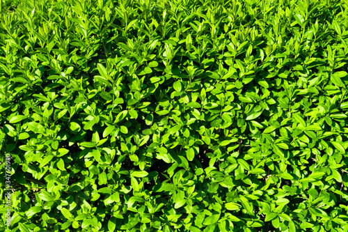 Beautiful background of juicy young green leaves. Natural background, fresh green juicy color