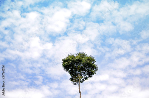 Solo Tree in Cloudy Sky