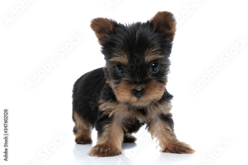 cute small yorkshire terrier standing