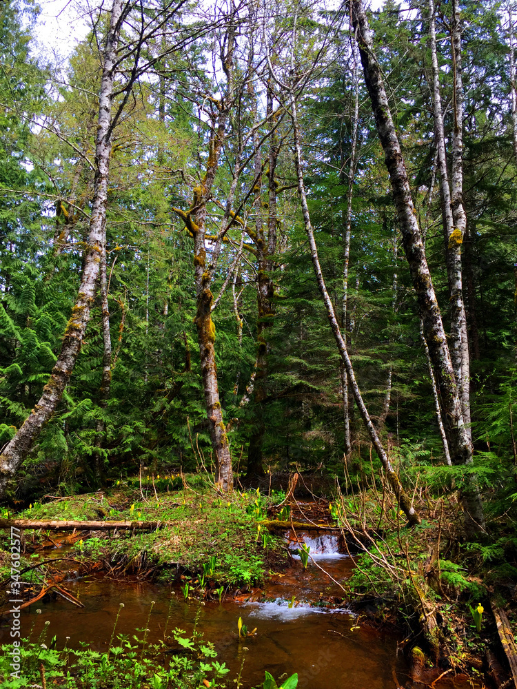 Obraz premium Nature of Mount Rainier National Park