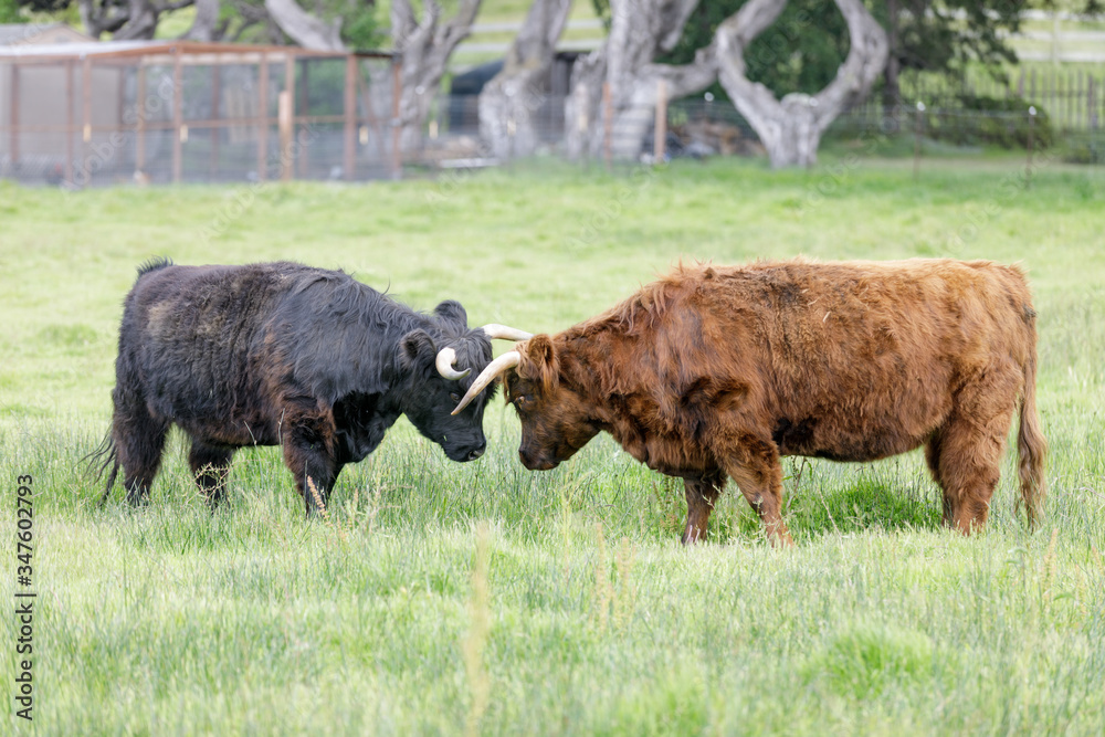 Miniature Scottish Highland cows friendly wrestling. Carmel-by-the-Sea, California, USA.

