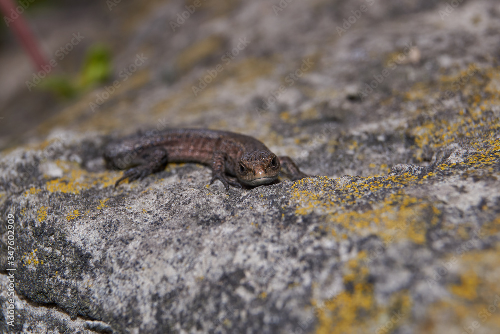 Obraz premium The quick or ordinary lizard (lat. Lacerta agilis) is heated on a warm stone.