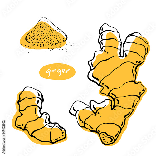 Ginger. Roots and powder. Colorful sketch collection of herbs and spices isolated on white background. Doodle hand drawn healthy food icons. Vector illustration