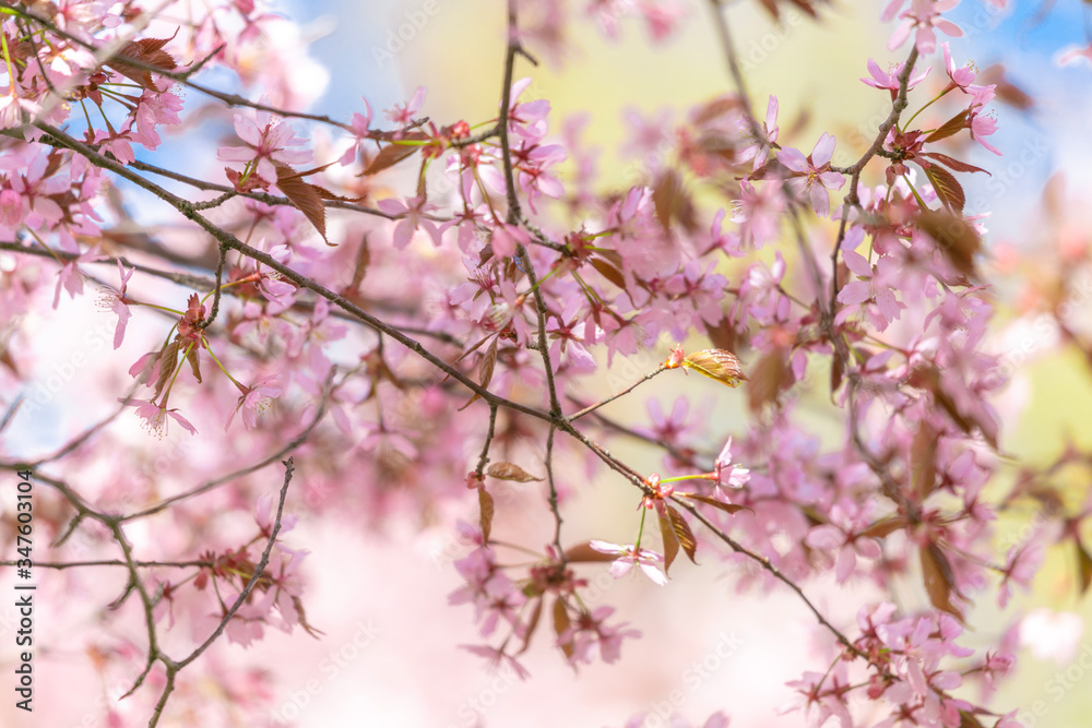 Branches of blooming sarura, photo with soft focus on a background of gentle blue sky and greenery.
Beautiful pink and blue background for text.
Floral nature spring abstract background.
Delicate pink