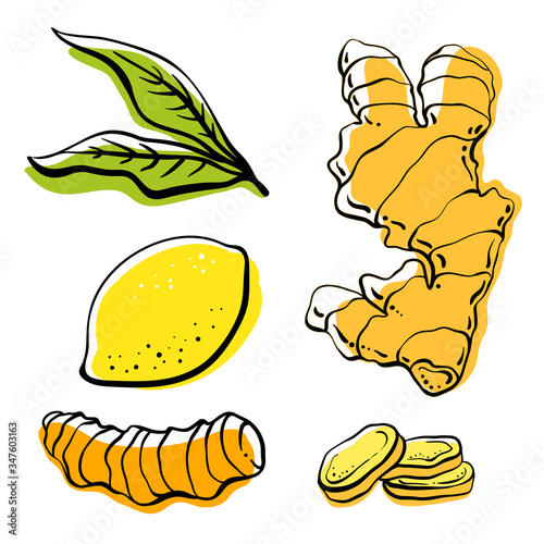Ginger, lemon, turmeric. Roots and slices. Colorful sketch collection of herbs and spices isolated on white background. Doodle hand drawn healthy food icons. Vector illustration