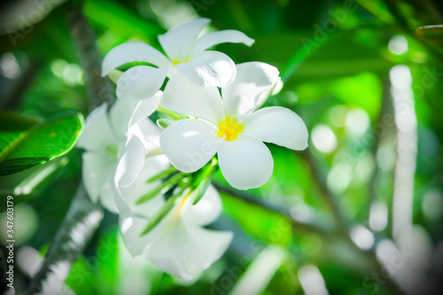 Frangipani flowers