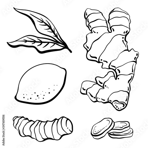 Ginger, lemon, turmeric. Roots and slices. Black line sketch collection of herbs and spices isolated on white background. Doodle hand drawn healthy food icons. Vector illustration