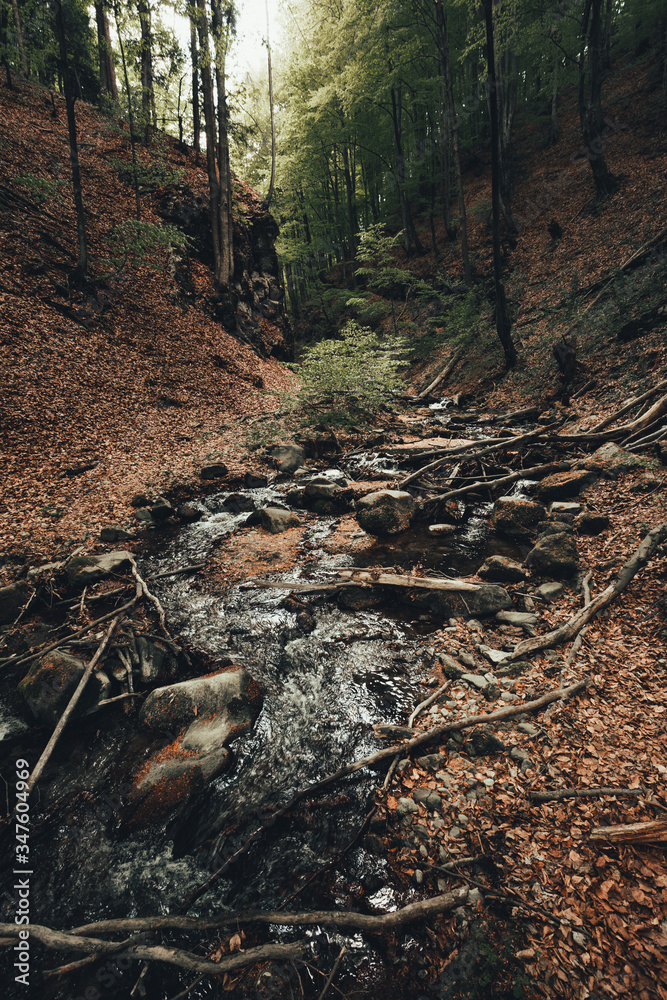 Beautiful cascaded stream (creek) with woods on foreground in dark and moody forest. Small river in deep forest streaming throught the valley - vertical photo. Beautiful cascaded stream (creek) with woods on foreground in dark and moody forest. Small river in deep forest streaming throught the valley - vertical photo.