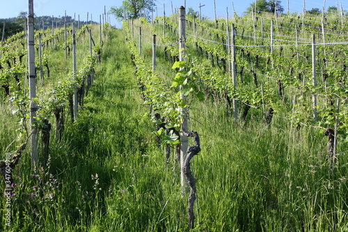 Vineyard on a slope in early summer