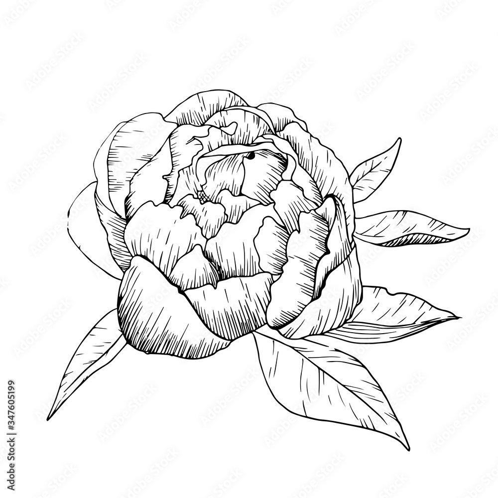 Fototapeta premium hand drawn contour peony