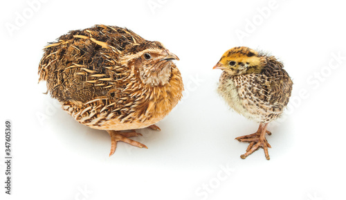 baby and mature quail bird isolated on white © Ioan Panaite