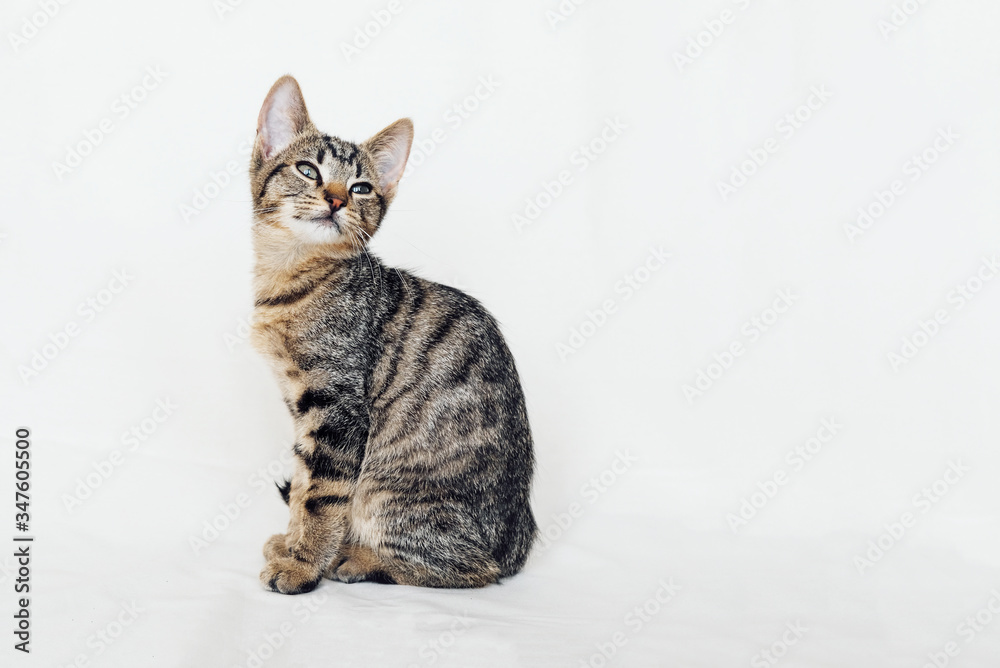 European Shorthair cat sitting on white background.