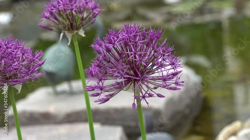 Blütenstand des Riesen-Lauch (Allium giganteum) photo