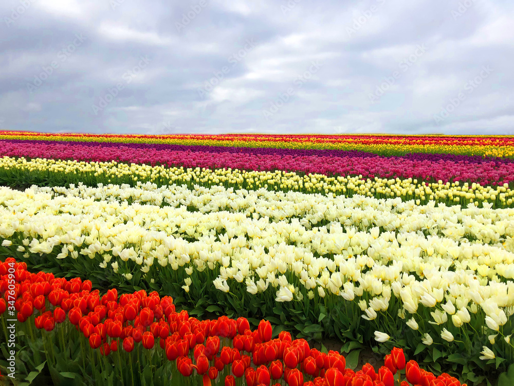 Magic tulip fields in Washington state