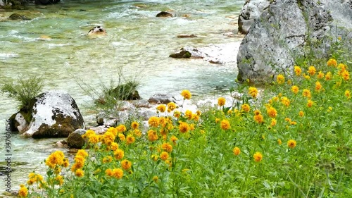Soča river with yellow flowers in wind, UHD photo