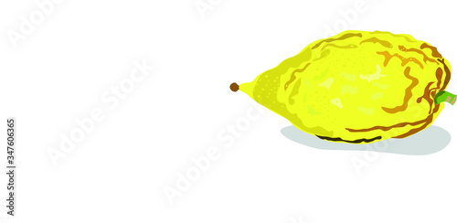 Etrog moroccan etrog 
 the citron. Illustration of citrus to the Jewish holiday of Sukkot. photo