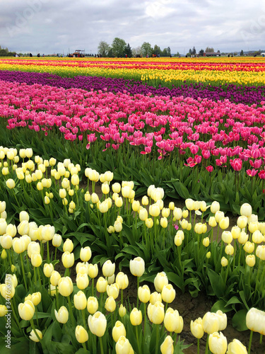 Magic tulip fields in Washington state