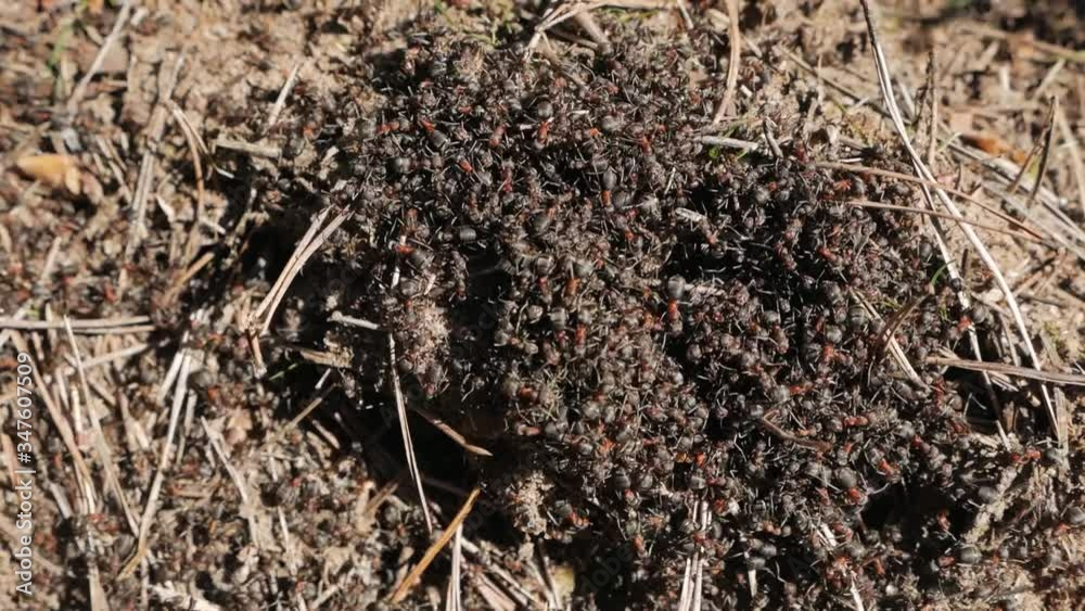 Anthill with red wood ants in spring close up. Anthill with red wood ants in spring close up.