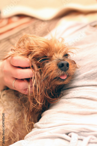 A wet Yorkshire terrier with its tongue hanging out is sitting next to the owner. A human hand strokes a small dog after bathing.