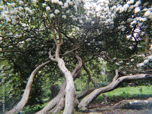 old oak tree