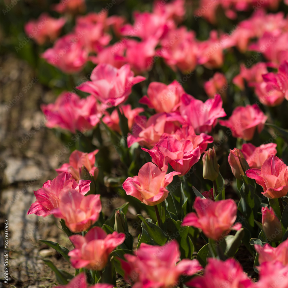 pink tulips bloom in the garden